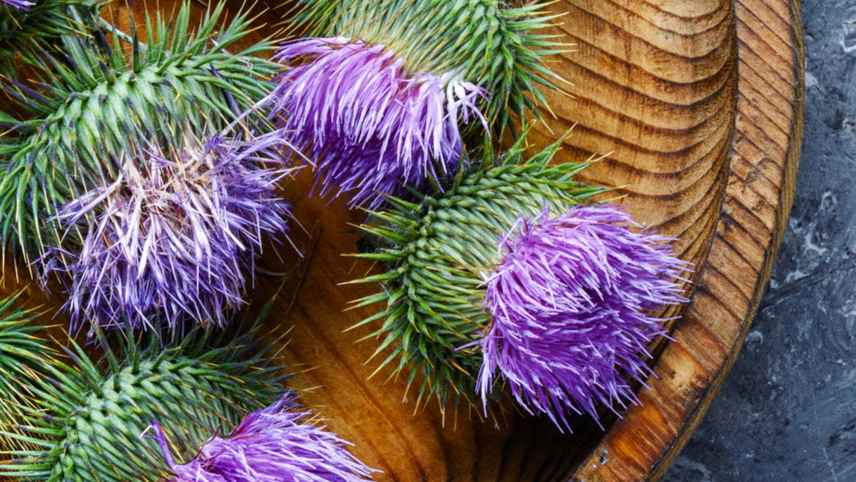 What is Milk Thistle Good for? Top 5 Benefits