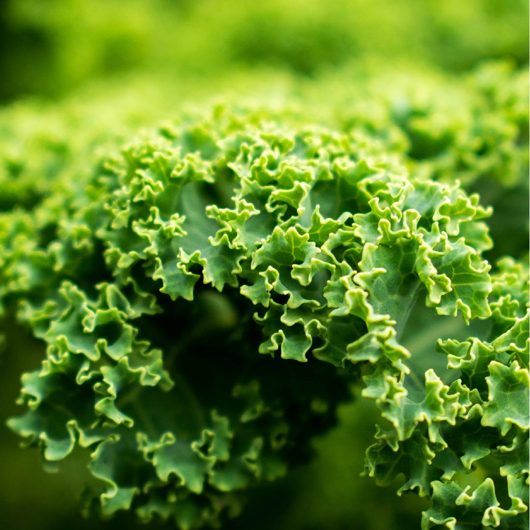 Calcium DR VEGAN Calcium dr vegan