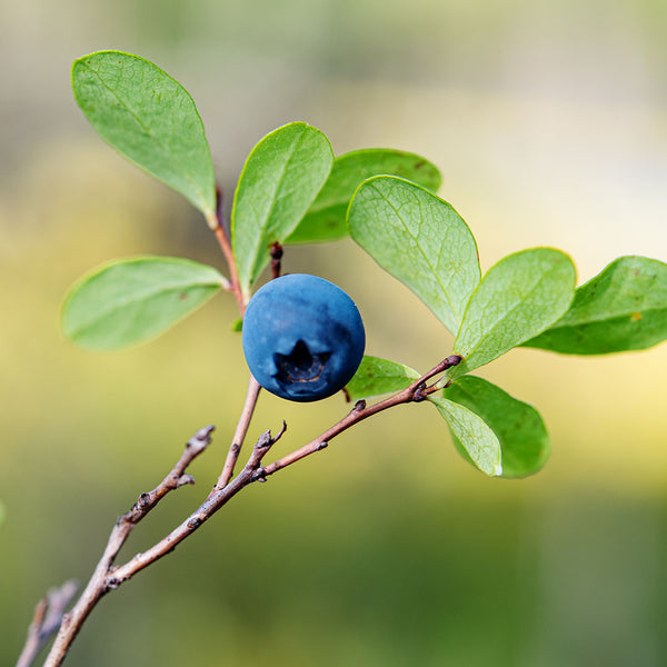 Blueberry Fibre